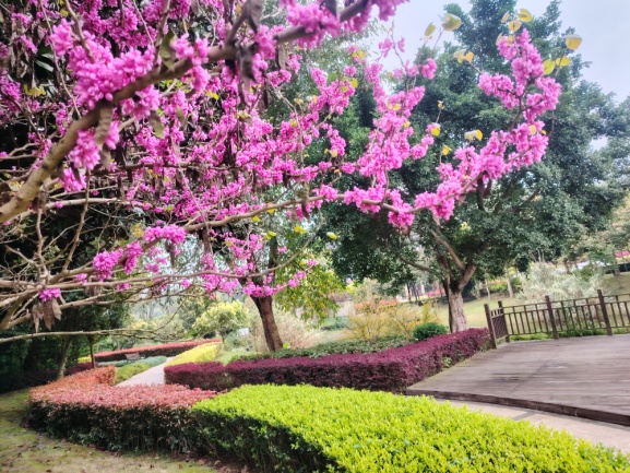 绿树繁荫  春满清明