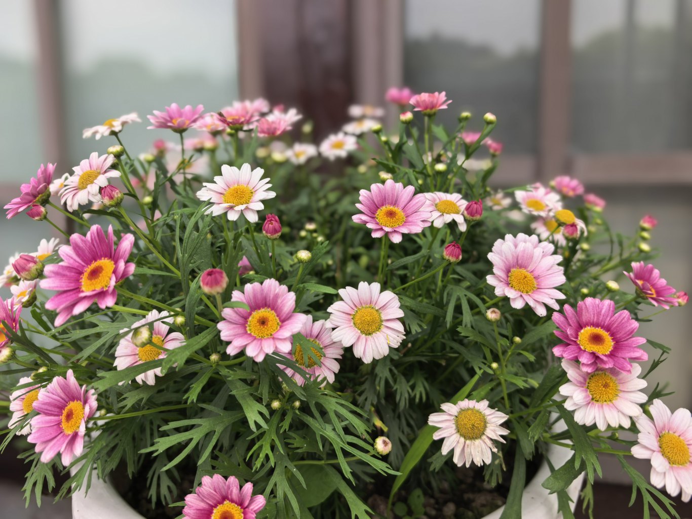 母爱芬芳 如花绽放 ——福果山纪念园母亲节活动邀请